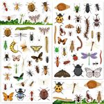 LINAYE 24 Sheets Insect Stickers for Kids, 780 Counts Bug Stickers for Scrapbooking,Water Bottles,Envelopes,Laptop Insect Stickers for Boys Girls