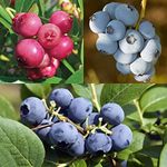 Thompson & Morgan Potted Hardy Garden Plants Blueberry, High Yielding Fruit Bushes, Easy to Grow, Perfect for Patios & Outdoors, 3 x Blueberry Collection Plants in 9cm Pots