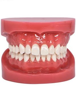 Dental Typodont Standard Teeth Model for Teaching Practice Demonstration Flossing Teeth Model for Study Adult Standard Teaching Model(1 Piece)