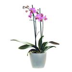 SendaBunch Florist presents the Live Twin Spiked Phalaenopsis Moth Orchid with Guylian Belgian Chocolates perfect for Birthdays, Anniversaries, and all other occasions.