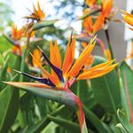 Thompson and Morgan Strelitzia Half-Hardy Indoor Flowers Exotic Bird of Paradise House Plant Flowering House Plants Easy to Grow Your Own 2X 13cm Potted Plant