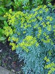 Creative Farmer Live Plant Rare Common Rue (Ruta Graveolens) Arutha Herb-Of-Grace/Satap Herbal Ornamental (1 Healthy Live Snake Repellent Plant) (PLANT-83-ARUTHA408ll@)