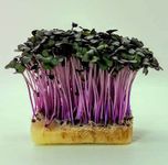 RED CABBAGE Microgreen Seeds By Grewery Farm LLP | 50gm | Open Pollinated | 90% Germination | Non Treated Seeds | Non GMO Seeds | Airtight Packaging