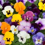 Perfect Plants Winter Bedding Plants - 12 x Mixed Garden Ready Viola Plants - Each Delivered in a 10.5cm Plant Pot - Outdoor Plants Great for Hanging Basket or Gifts