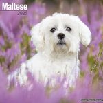 Maltese Calendar 2025 | Square Dog Breed Wall Calendar - 16 Month