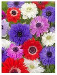 20x Anemone St Brigid Mixed Colours Bulbs Spring Summer Flowering Corms Garden Perennial Flowers Size 4/5