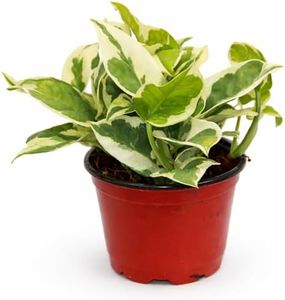 Live Plant Pothos N'Joy 4” – Easy-Care Variegated Houseplant for Low Light – Air-Purifying Indoor Plant