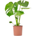 Swiss Cheese Plant Indoor Houseplant | Evergreen Air Purifier for Home | Tall Monstera Deliciosa in Pot | 50-60cm (Incl. Pot)