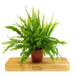 Boston Fern Indoor Plant - Nephrolepis Exaltata in a 12cm Pot