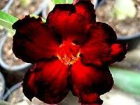 Grow Your Secret Garden Adenium Obesum 'Blacksplash Desert Rose