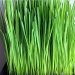 Organic CAT Grass 1000+ Seeds (Dact