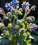 Gebdinsh Garden® Imported Borage Herbs Seeds For Your Kitchen Garden (Pack Of 100 seeds)