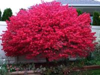 Dwarf Burning Bush 4" Pot Hardy Shr