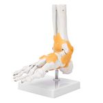 Human Foot and Ankle Model Human Foot Skeleton Model on Base Skeleton Ligament Foot Ankle Joint Anatomical Model for Science Classroom Study Display Teaching Medical