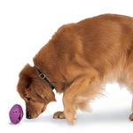 PetSafe Busy Buddy Twist 'n Treat Dispensing Dog Toy - Extra Small, Small, Medium, Large