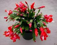 SEILOZBUNIA FARM- Christmas Cactus Red Zygocactus, Crab Cactus Live Plant Live Plant with 4" Plastic Pot || For outdoor plant