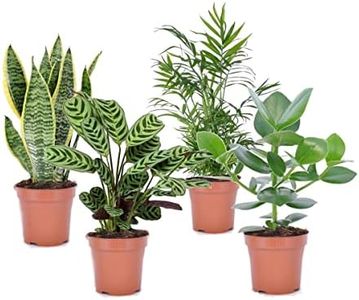 Plant in a