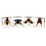 REAL BUG 4pc Flying Insect Paperweight Collection