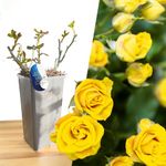 Mature Plant Fragrant Yellow Bush Rose 'Sunshine Lady' in 2L Pot: Well-Developed Roots, Ideal for Creating Vibrant Border Displays