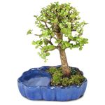 Brussel's Bonsai - Live Dwarf Jade Bonsai Tree in a Zen Ceramic Bonsai Pot, Indoor Succulent Houseplant, 3 Years Old, 5-8 Inches Tall, Easy Care Plant for Home or Office (Small, Green)