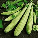 Armenian Cucumber 18 Seeds