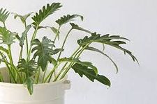 LITTLE JUNGLE Philodendron Xanadu - Healthy Live Plant with White Pot, Best Air Purifying Plant, Indoor Plants for Living Room, Gift Plants, Bedroom, Garden, Balcony, Home Décor & Office Desk Plants