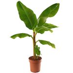 Musa Dwarf Cavendish Exotic Indoor Banana Tree Plant Fruit-Bearing Easy to Grow (80-90cm (Incl. Pot))