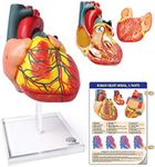 Evotech Scientific Human Heart Model For Anatomy, 2 - Part Heart Models Anatomy Life Size Medical Heart Model (Plexiglass base)