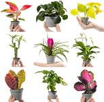 Collection of Small Baby Evergreen 