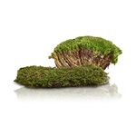 Swell Reptiles Carpet Live Natural Moss Single Pack. For Terrariums And Vivariums