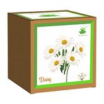 Sow and Grow Seed Starter Grow Kit of Daisy Flower || for temperatures 15-25 Degrees || DIY Easy Grow it Yourself Gardening Kit for Home and Garden || A Complete Beginner Gardeners Set