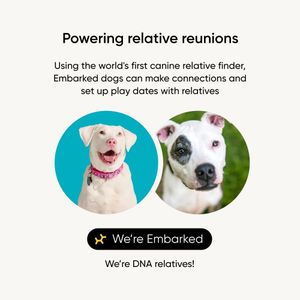 Embark Dog DNA Breed Test Kit – Accurate Canine Genetic Analysis