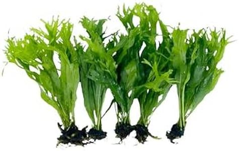5X Java Fern Windelove Microsorum Pteropus Looses Aquarium Live Plant for Fish Tank Decoration