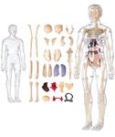 Clear Human Body Structure Model, Human Body Model For Kids For 6+Year, 3d Human Body Structure Model Educational Science Project For Kids, 6 To12 Years Old Nice Birthday Gift For Boys & Girls.