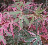 Acer palmatum 'Taylor' 15cm Pot Size