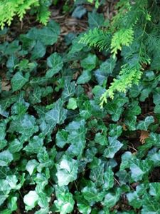 Perennial Farm Marketplace (Ivy) Groundcover, Size-#1 Container Hedera Helix, Glossy Deep Green Variegated Leaves