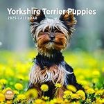 2025 Yorkshire Terrier Puppies Monthly Wall Calendar by Bright Day, 12 x 12 Inch Cute Dog Breed Gift