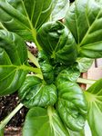 Hundredfold Tatsoi Chinese Cabbage 500 Vegetable Seeds - Brassica rapa, Pakchoi Pak Choi Heirloom Non-GMO Rosette Bok Choy, or Spinach Mustard for Home Garden Yard Balcony & Indoor Planting