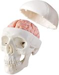 Newest Miniature Human Skull Model,3 Part With 2-Part Human Brain;Half Life Size Skull with Brain;Human Head With Brain for Medical Teaching Learning, Art Sketch,Educational Display Tool Human Anatomy