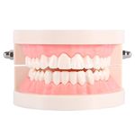 1pcs PVC Dental Care Model Dentist Adult Teeth Standard Teaching Model for Demonstration To Children About Brushing Teeth