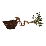 Green Paradise® Japanese Cherry Blossom Bonsai Tree Malpighia punicifolia, Dwarf Barbados Cherry Malpighia Mame Bonsai Live Plant