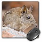 3dRose mp_76285_1 8 x 8-Inch Cape Elephant Shrew, Bushmans Kloof, South Africa-Af42 Rbe0003 - Ralph H. Bendjebar Mouse Pad