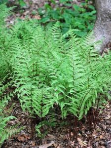 Perennial Farm Marketplace Athyrium filix-femina 'Lady in Red' (Athyrium filix-femina 'Lady in Red') Hardy Fern, Size-#1 Container, Lime Green and Burgundy Fronds