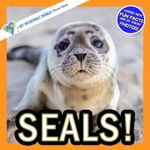 Seals!: A My Incredible World Picture Book for Children