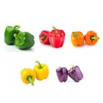 Gardening Zone 5 Verity Capsicum Seeds Combo For Home Gardening (Purple,Green,Yellow,Orange Red) 10 Seeds Each Verity