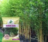 SRI SAI FORESTRY Bamboo Seeds for Planting, Home Garden and Live Fencing, Golden Yellow Bamboo - Pack of 50 to 80 Seed