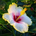 Dejestqoo Hibiscus Flower Plant 3 Color/Joba Beautiful Outdoor Garden Tree