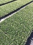 Dwarf Mondo Grass - 10 Live Plants 