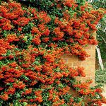 GardenersDream 5 x Orange Firethorn Hedging Plants - Healthy Pyracantha Evergreen Flowering Shrubs - Outdoor Plants for Walls and Fences - Fast Growing Hedging Plants for Privet Hedging (20–40 cm)