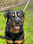 STRONG Wire Metal muzzle Basket Dog Muzzle Rottweiler,Mastiff Golden Retriever & other (R3, Black/Black Leather)
